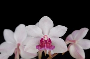 Holcostylis M S Sunlight Diamond Orchids HCC/AOS 76 pts.